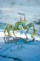 Crabs on the beach
