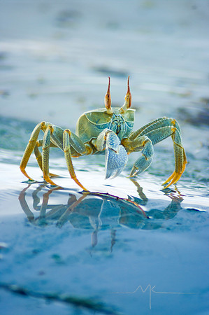 Crabs on the beach