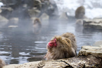 Snow Monkeys