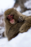 Snow Monkey