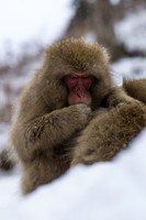 Snow Monkey