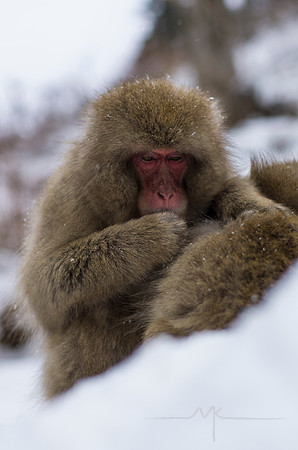 Snow Monkey