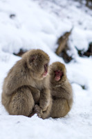 Snow Monkeys