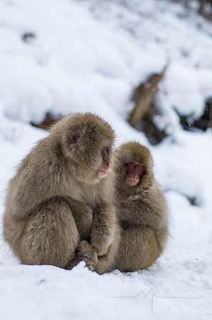 Snow Monkeys