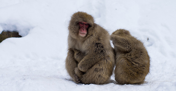 Snow Monkeys