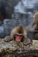 Snow Monkey