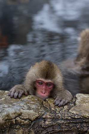 Snow Monkey