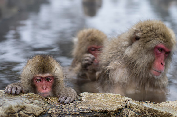 Snow Monkeys