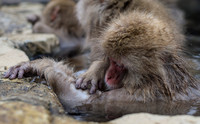 Snow Monkey