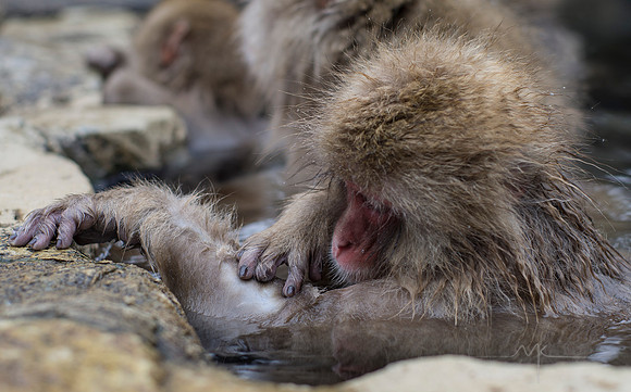 Snow Monkey