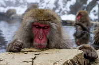 Snow Monkey