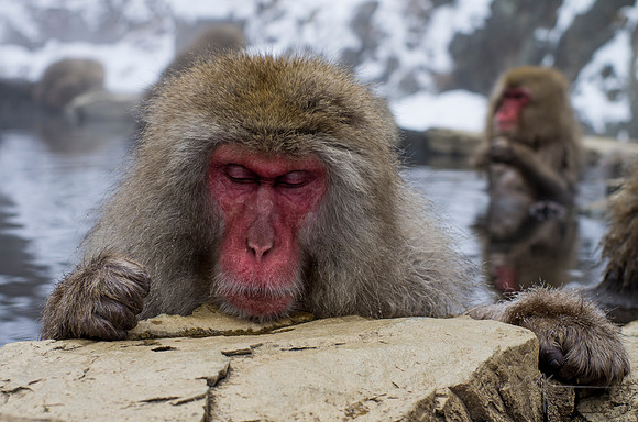Snow Monkey
