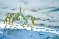 Crabs on the beach