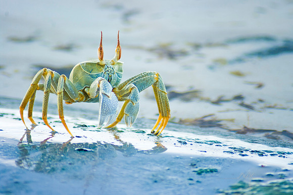 Crabs on the beach