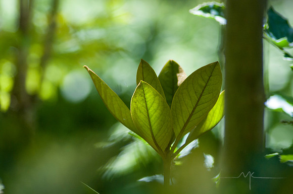 Elven leaves