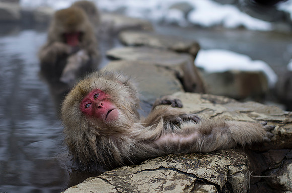 Snow Monkey