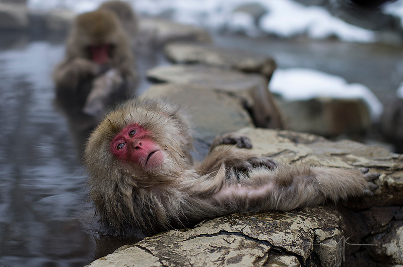 Snow Monkey