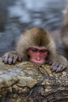 Snow Monkey