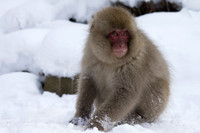 Snow Monkey